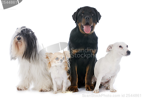 Image of four dogs