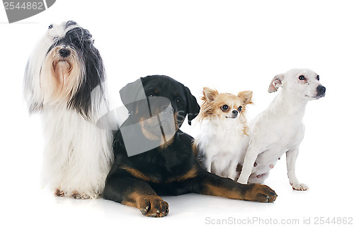 Image of four dogs