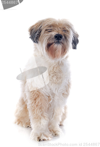 Image of tibetan terrier