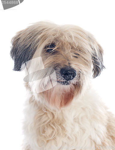 Image of tibetan terrier