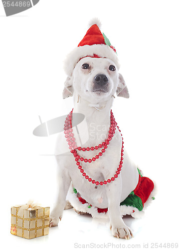 Image of jack russel terrier and gift