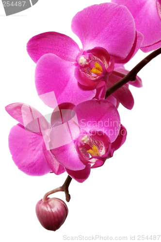 Image of Orchid