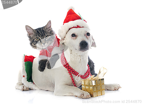 Image of jack russel terrier and kitten