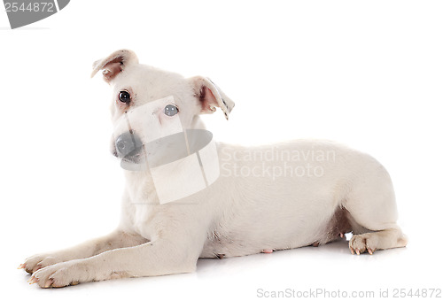 Image of jack russel terrier