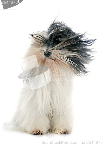 Image of tibetan terrier