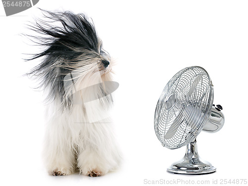 Image of tibetan terrier and fan