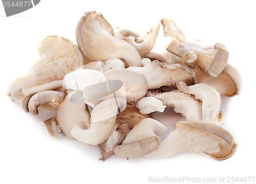 Image of pleurotus