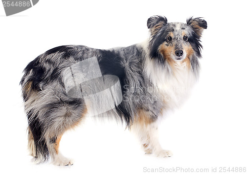 Image of shetland dog