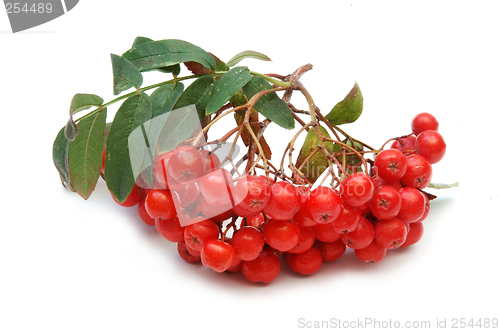 Image of Ashberry (rowanberry)