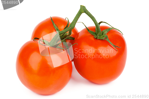 Image of Ripe Tomatoes