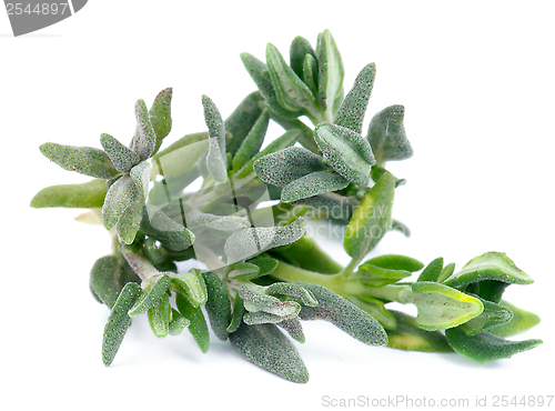 Image of Thyme