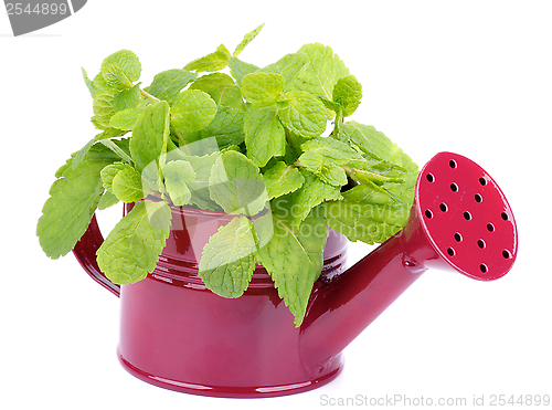 Image of Mint Leafs