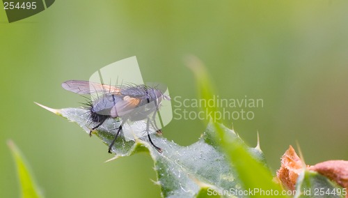 Image of fly