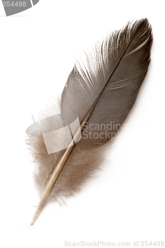 Image of Dove feather