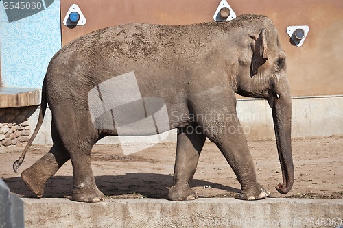 Image of Elephant