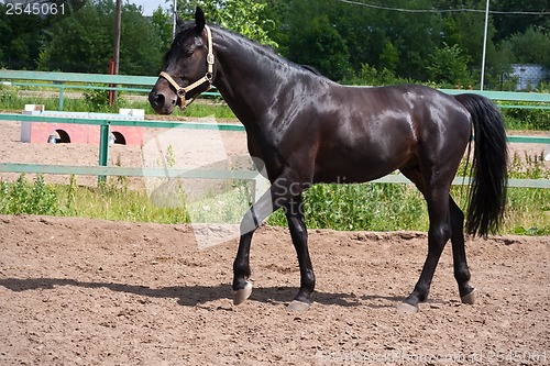 Image of Horse