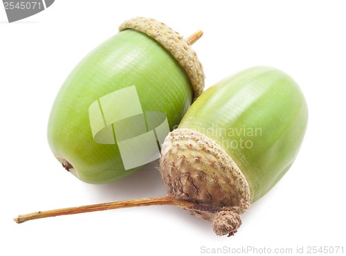 Image of Acorn