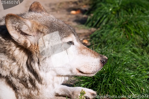 Image of Wolf