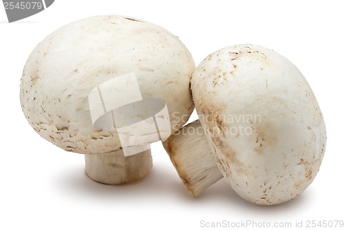 Image of Champignon mushrooms