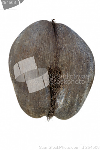 Image of Coco de Mer, Vallee de Mai, Seychelles