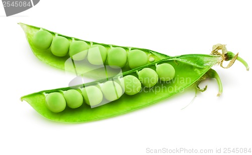 Image of Pea