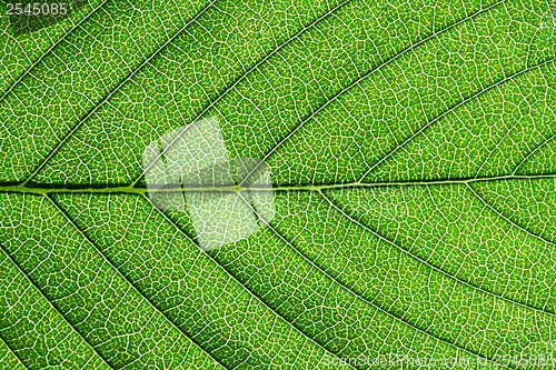Image of Green leaf