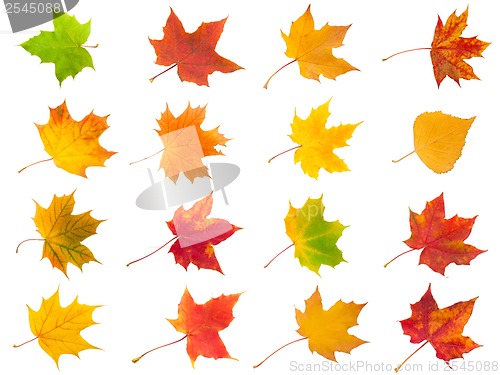 Image of Maple leaves
