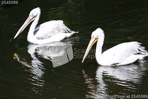 Image of Pelicans