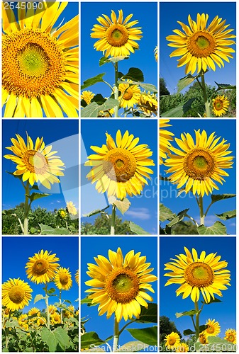 Image of Sunflowers