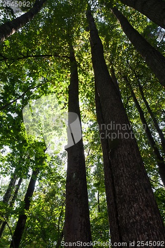 Image of Green forest