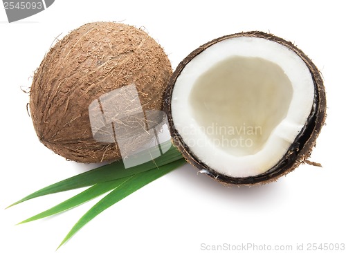 Image of Coconut