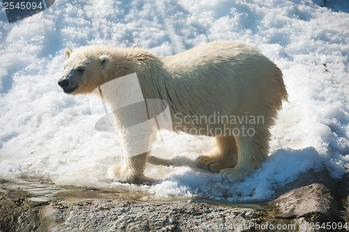 Image of Polar bear