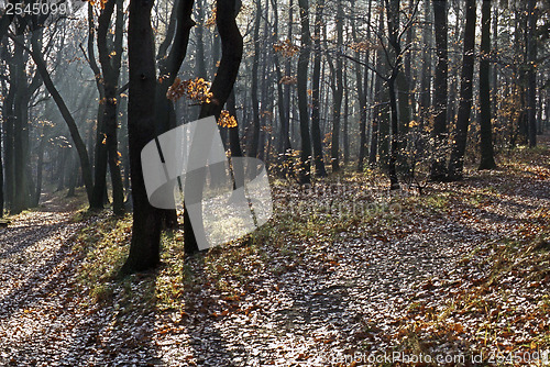 Image of Autumn Forest