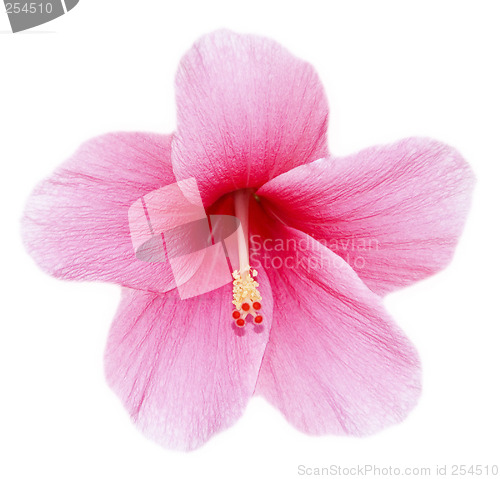 Image of Hibiscus flower