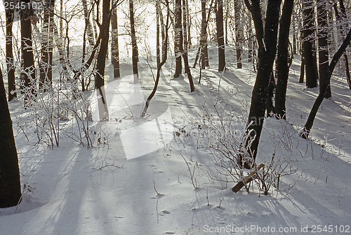 Image of Forest in winter