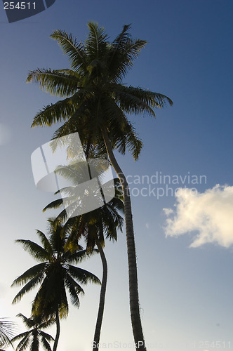 Image of Palm trees