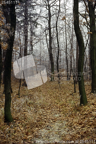 Image of Autumn Forest