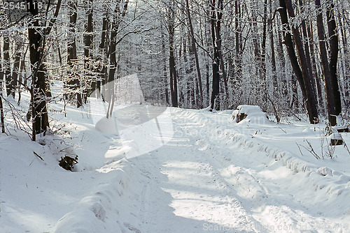 Image of Forest in winter