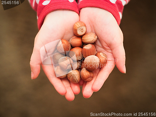 Image of Hazelnuts 