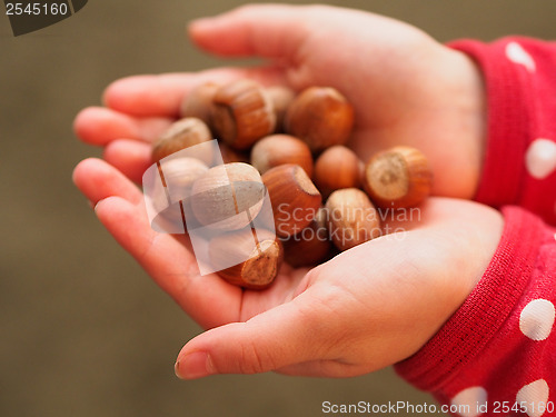 Image of Hazelnuts 