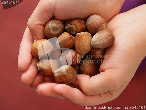 Image of Hazelnuts 