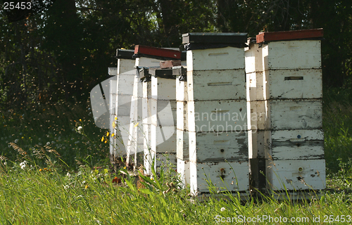 Image of wooden bee hives