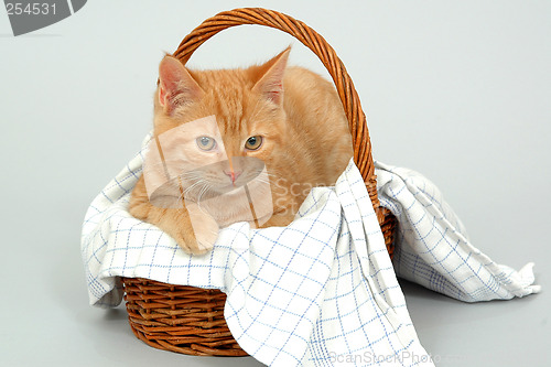 Image of Cat resting in a basket