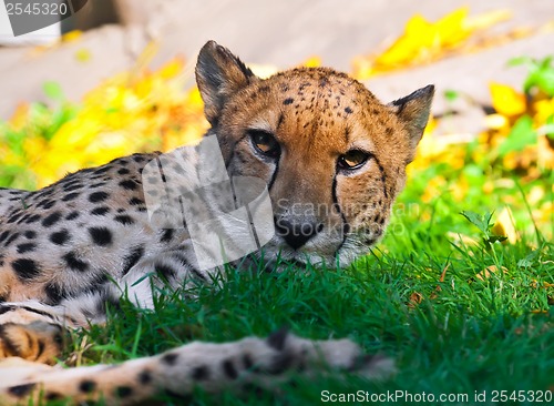 Image of Cheetah