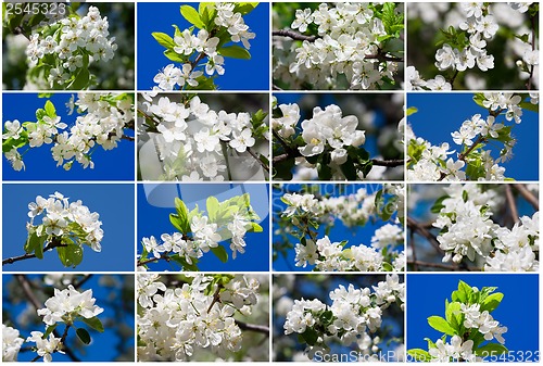 Image of Apple flowers
