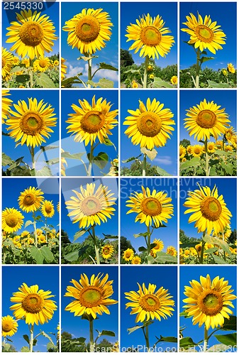 Image of Sunflowers