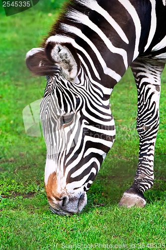 Image of Zebra