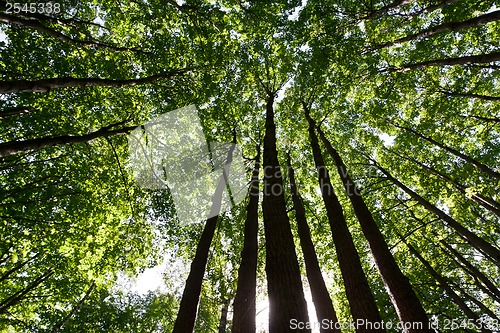 Image of Green forest