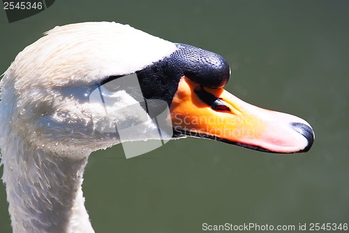 Image of White swan