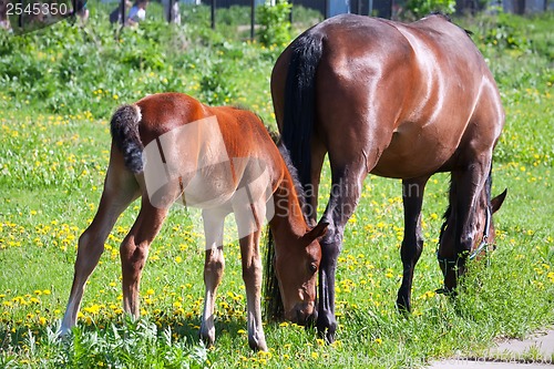 Image of Horse